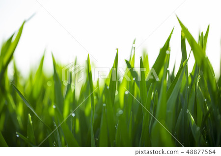 大麥幼葉 大麥幼葉 48877564