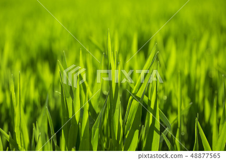 大麥幼葉 大麥幼葉 48877565