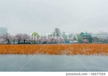 海鷗,野豬,櫻花盛開在雨上野Onshi Park Hanami 海鷗,野豬,櫻花盛開在雨上野Onshi Park Hanami 48877569