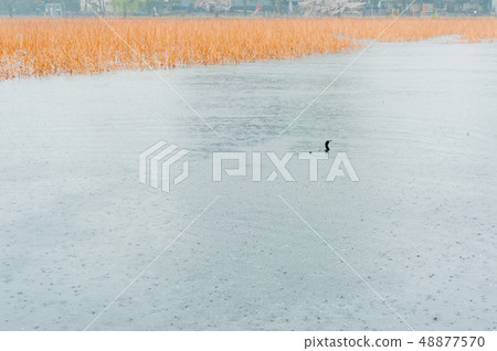 海鷗，野豬，櫻花盛開在雨上野Onshi Park Hanami 48877570