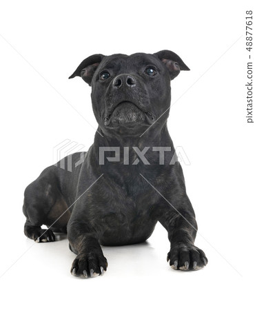staffordshire bull terrier staffordshire bull terrier 48877618
