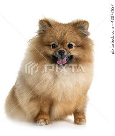 puppy pomeranian in studio 48877657
