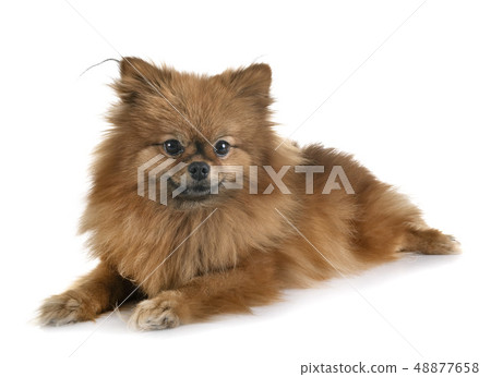 puppy pomeranian in studio puppy pomeranian in studio 48877658