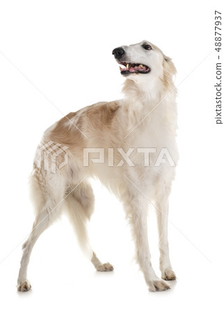 borzoi in studio 48877937