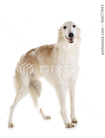 borzoi in studio 48877941