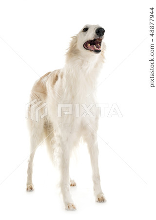 borzoi in studio borzoi in studio 48877944