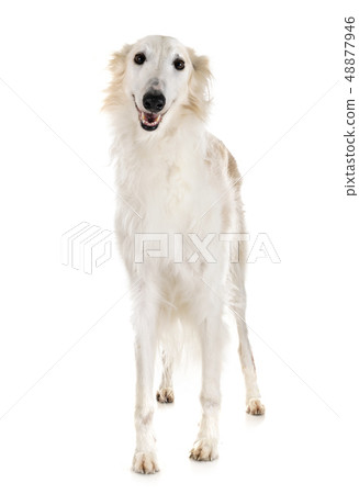 borzoi in studio borzoi in studio 48877946