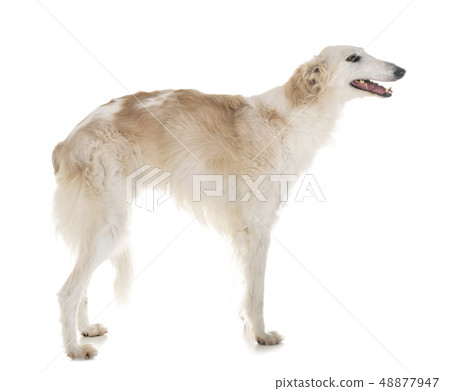 borzoi in studio borzoi in studio 48877947