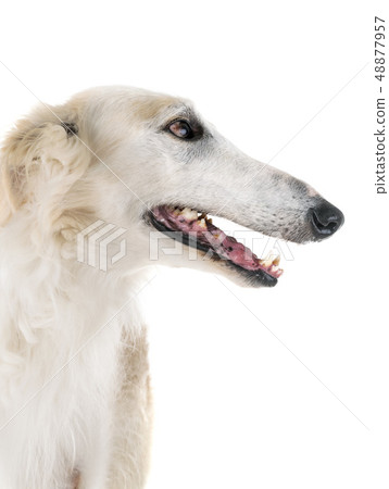 borzoi in studio 48877957