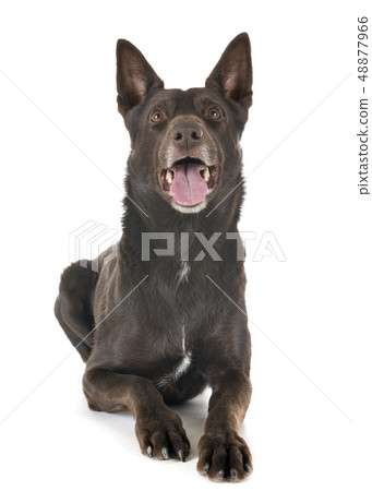 Australian Kelpie in studio Australian Kelpie in studio 48877966