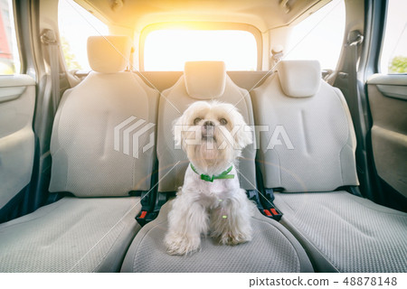 Dog in car sitting alone 48878148