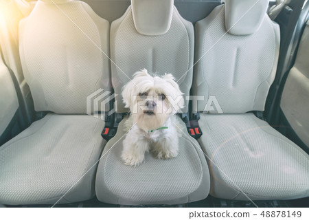 Dog in car sitting alone 48878149