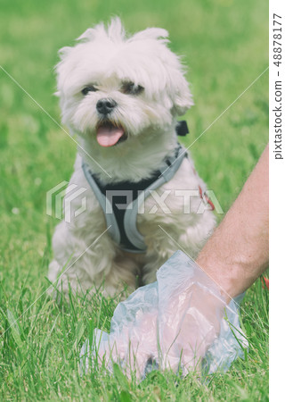 Picking up dog poop 48878177