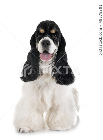american cocker spaniel 48878281