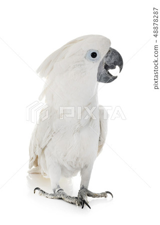 White cockatoo in studio White cockatoo in studio 48878287