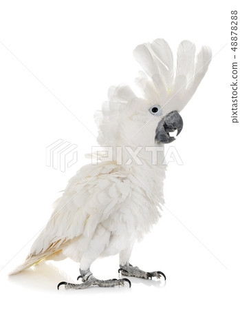 White cockatoo in studio 48878288