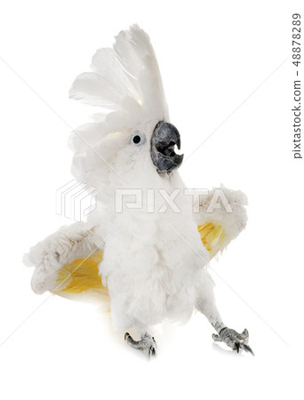 White cockatoo in studio White cockatoo in studio 48878289