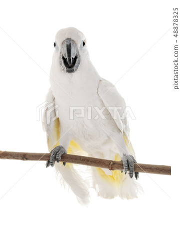 White cockatoo in studio White cockatoo in studio 48878325