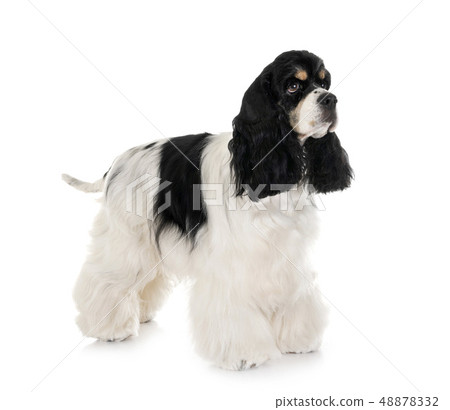 american cocker spaniel 48878332