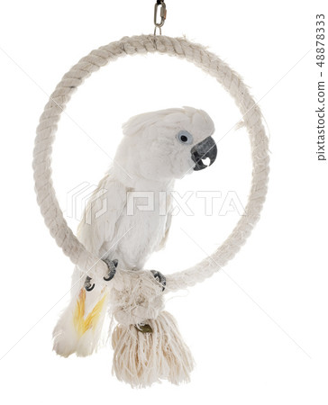 White cockatoo in studio White cockatoo in studio 48878333