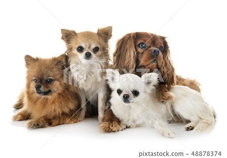 little dogs in studio 48878374