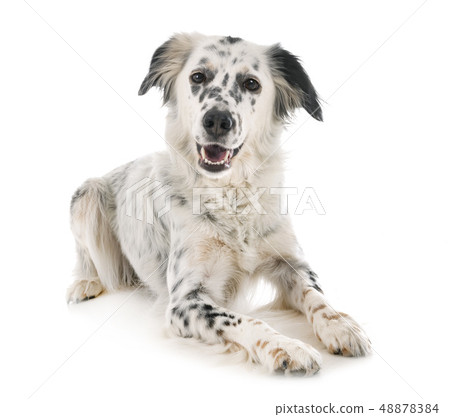 english setter in studio english setter in studio 48878384