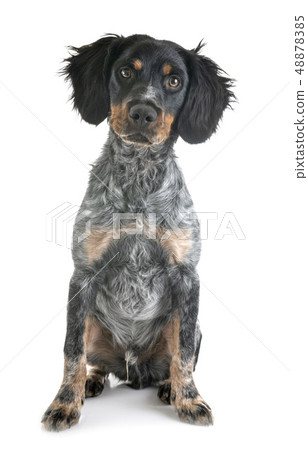 puppy brittany spaniel 48878385