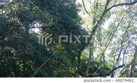 活潑的樹木 48879462