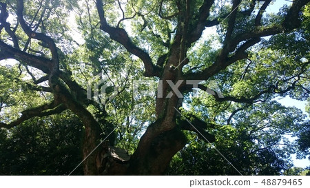 我抬頭看著一棵大樹 48879465
