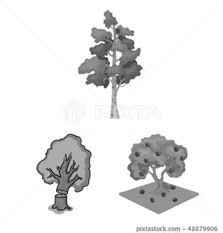 Vector design of tree and forest sign. Collection of tree and green vector icon for stock. Vector design of tree and forest sign. Collection of tree and green vector icon for stock. 48879906