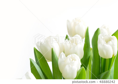 Bouquet of white tulip on white. Floral pattern. Bouquet of white tulip on white. Floral pattern. 48880242