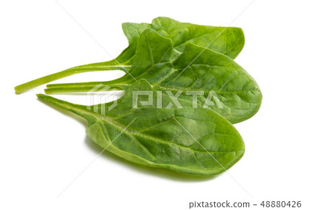 spinach leaves isolated 48880426