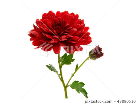 chrysanthemum isolated 48880510
