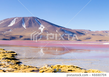 Laguna Colorada view, Bolivia 48880704