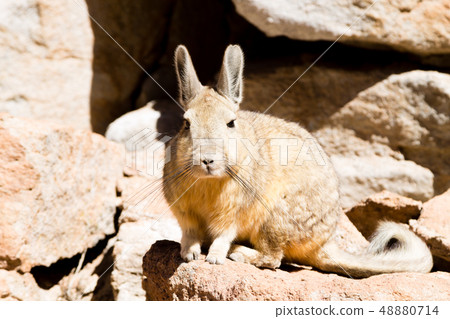 Southern viscacha close up,Bolivia Southern viscacha close up,Bolivia 48880714