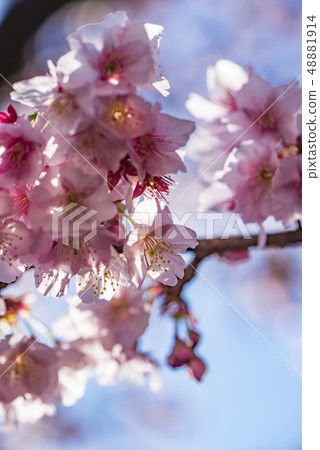[Atami Sakura] 48881914