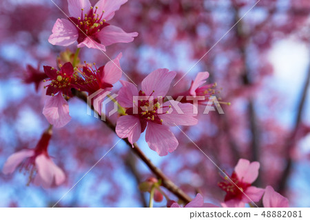 粉紅色的琉球冷Schera 粉紅色的琉球冷Schera 48882081