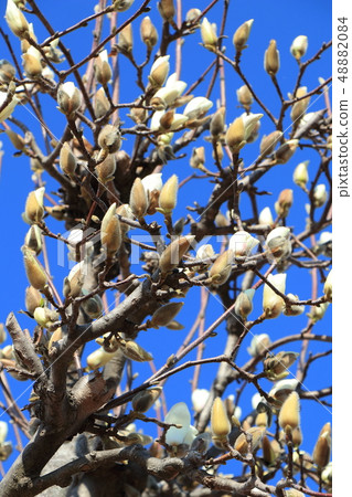 Hakumokuren # 17 48882084