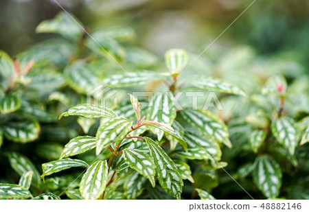 Pirea foliage plant 48882146
