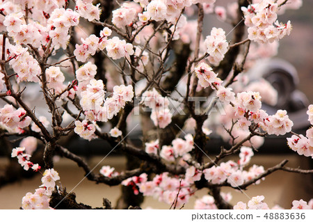 青梅線Furusato站附近的淺粉紅色梅花(1) 青梅線Furusato站附近的淺粉紅色梅花(1) 48883636