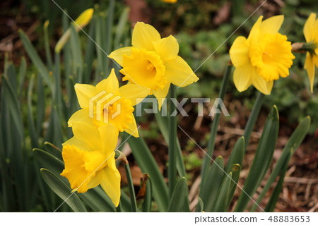 在梅花公園開花的小號水仙（6） 48883653