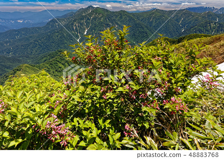 Flower and Arazawadake of Echigo Komagatake ridge line 48883768