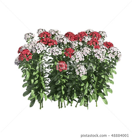 Plants 3d illustration isolated on the white background Plants 3d illustration isolated on the white background 48884001