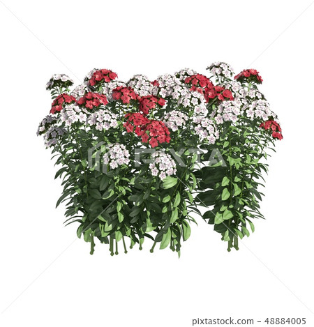 Plants 3d illustration isolated on the white background Plants 3d illustration isolated on the white background 48884005
