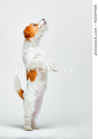Jack Russell Terrier standing on its hind legs on a white background Jack Russell Terrier standing on its hind legs on a white background 48884486