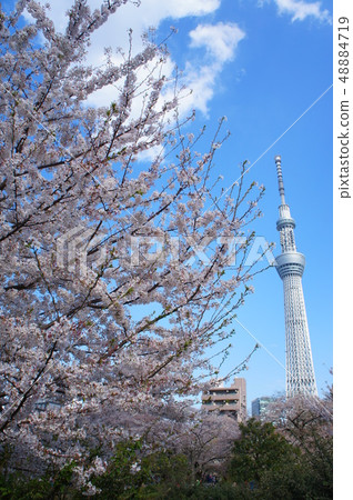 Cherry blossoms at Sumida Park Cherry blossoms at Sumida Park 48884719