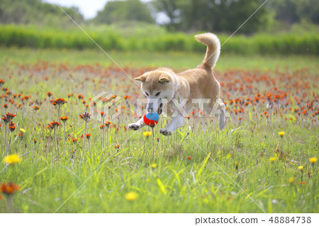 Shiba Inu在外地玩 Shiba Inu在外地玩 48884738