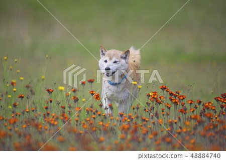 Shiba Inu playing in the field Shiba Inu playing in the field 48884740
