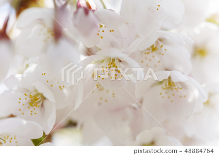 Snowy in full bloom Snowy in full bloom 48884764