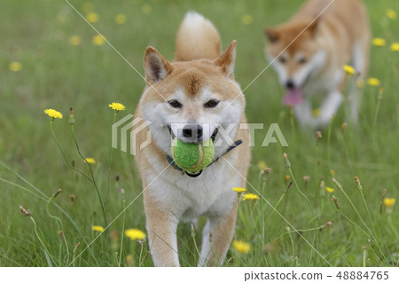 Shiba Inu playing in the field Shiba Inu playing in the field 48884765